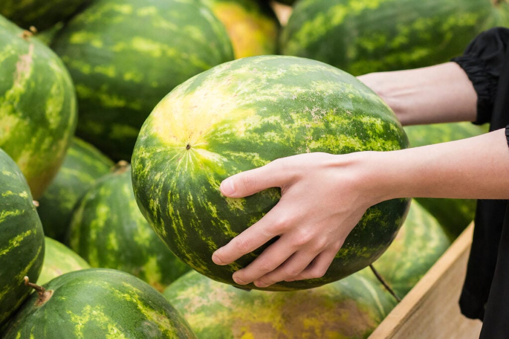 A person demonstrates how to pick a good watermelon by holding a large, green one with both hands amidst a pile of other watermelons.