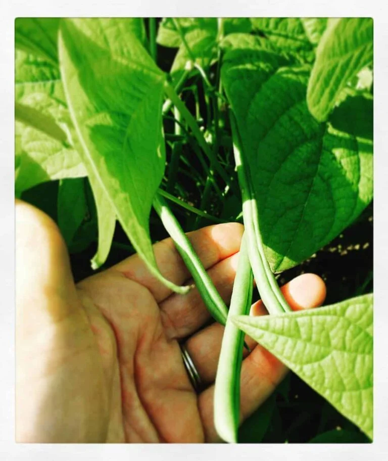 Hand holding fresh green beans still attached to the plant, surrounded by green leaves.