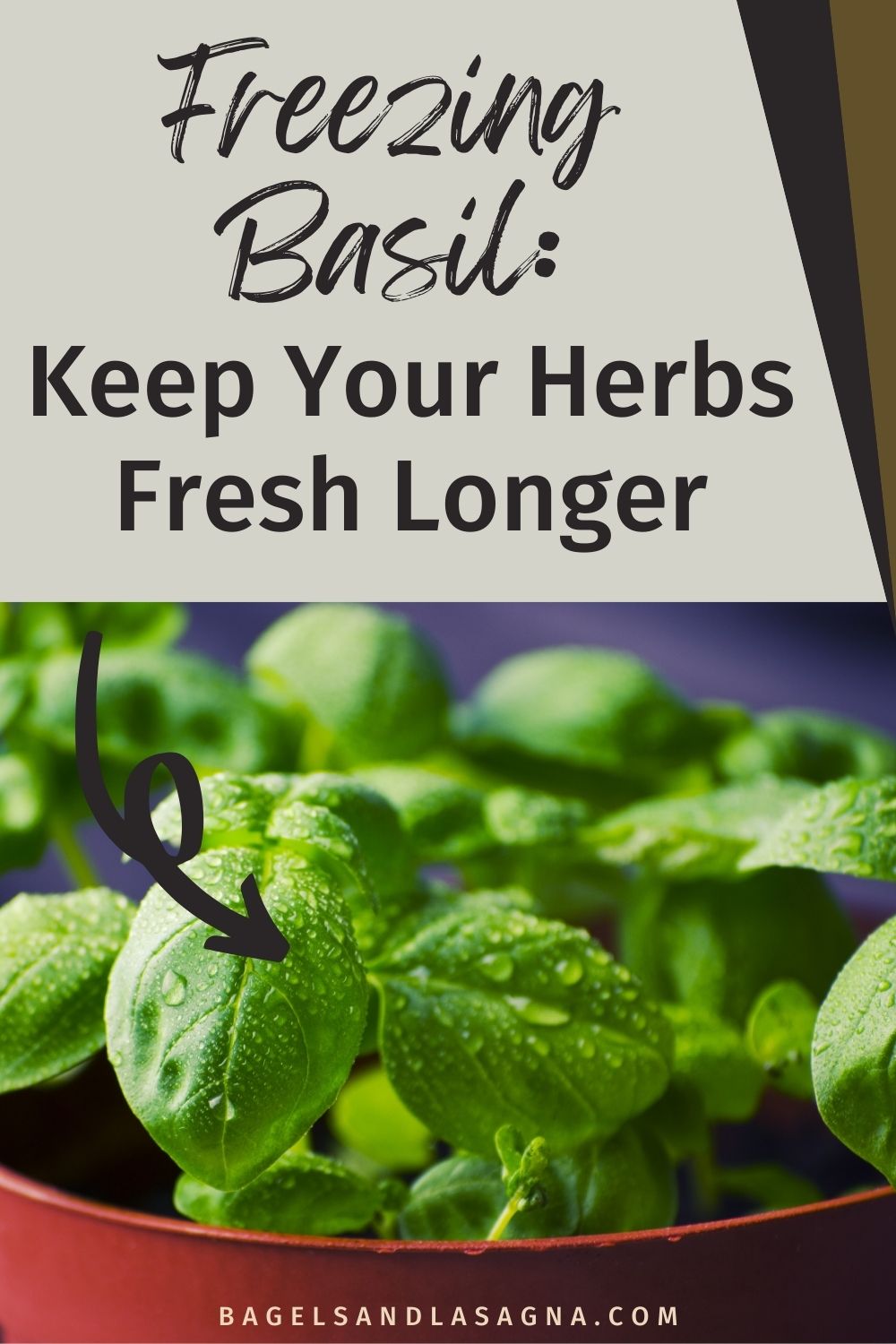 How to Cook with Fresh Basil