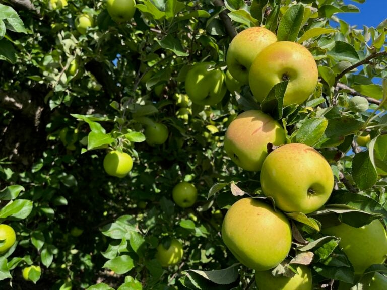 Green apples grow on a tree branch with sunlit leaves against a clear blue sky.